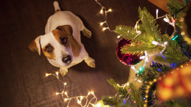 Dog near christmas tree