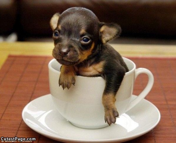 dog-coffee.jpg