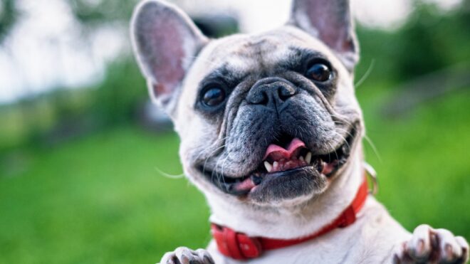dog-collar-frenchie