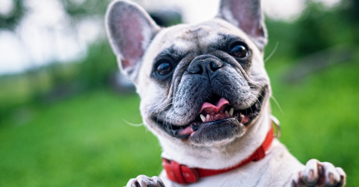 dog-collar-frenchie