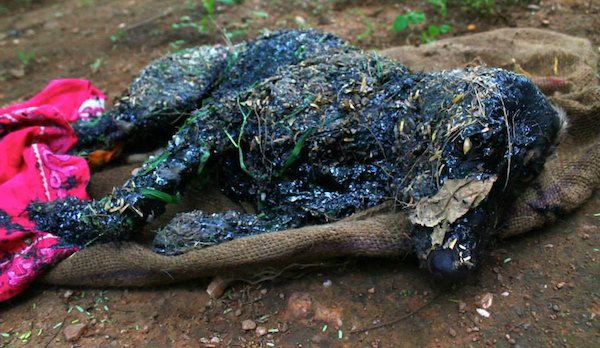 dog-covered-in-tar.jpg
