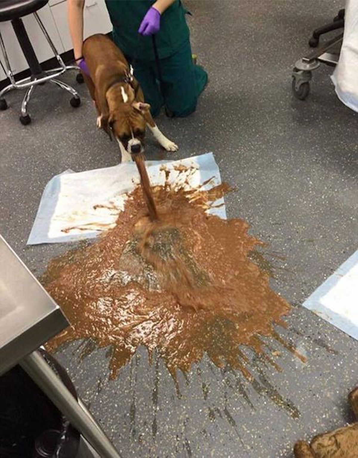 dog-dangers-of-chocolate-1.jpg