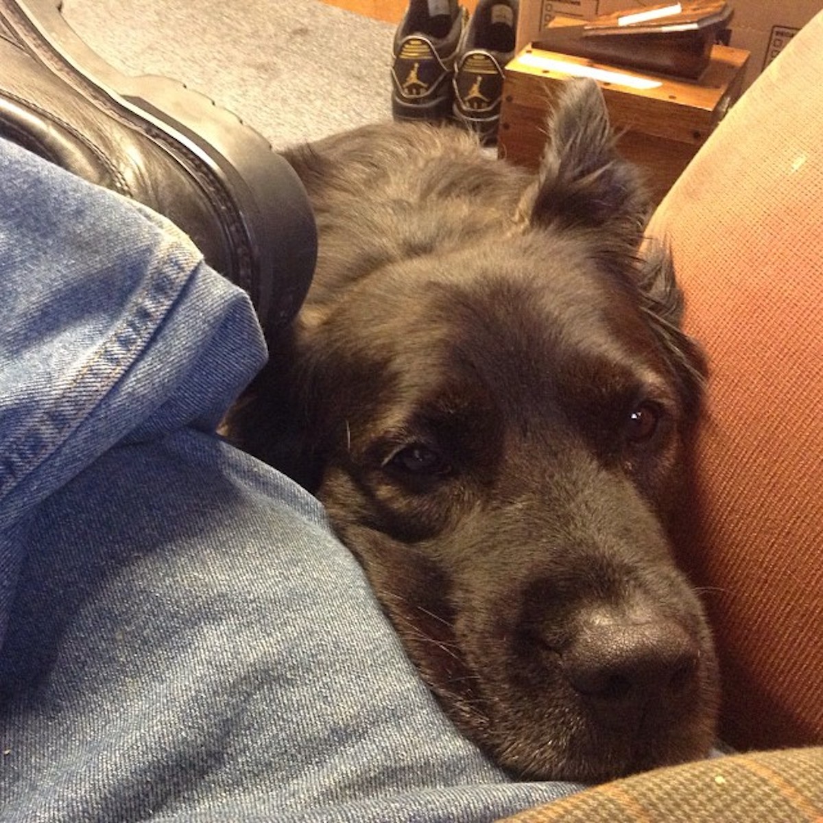 dog-dangers-of-chocolate-3.jpg