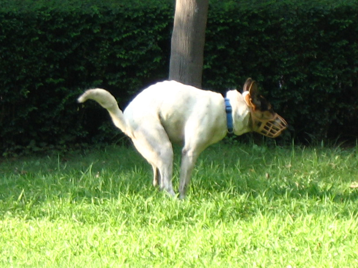 dog-dangers-of-chocolate-5.jpg