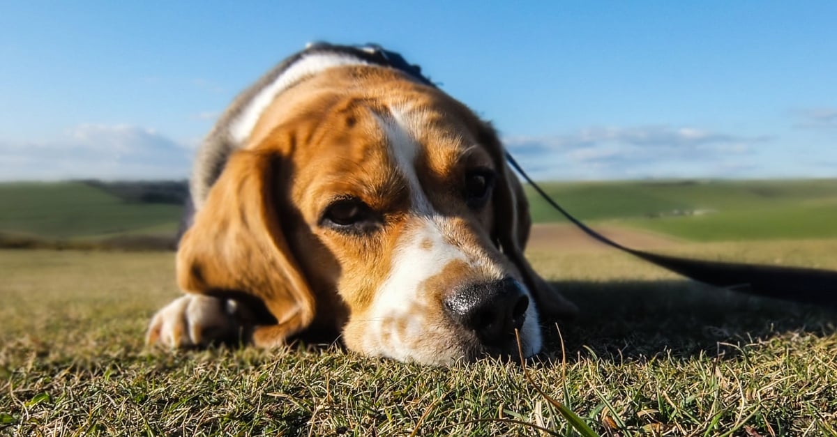 dog-depression