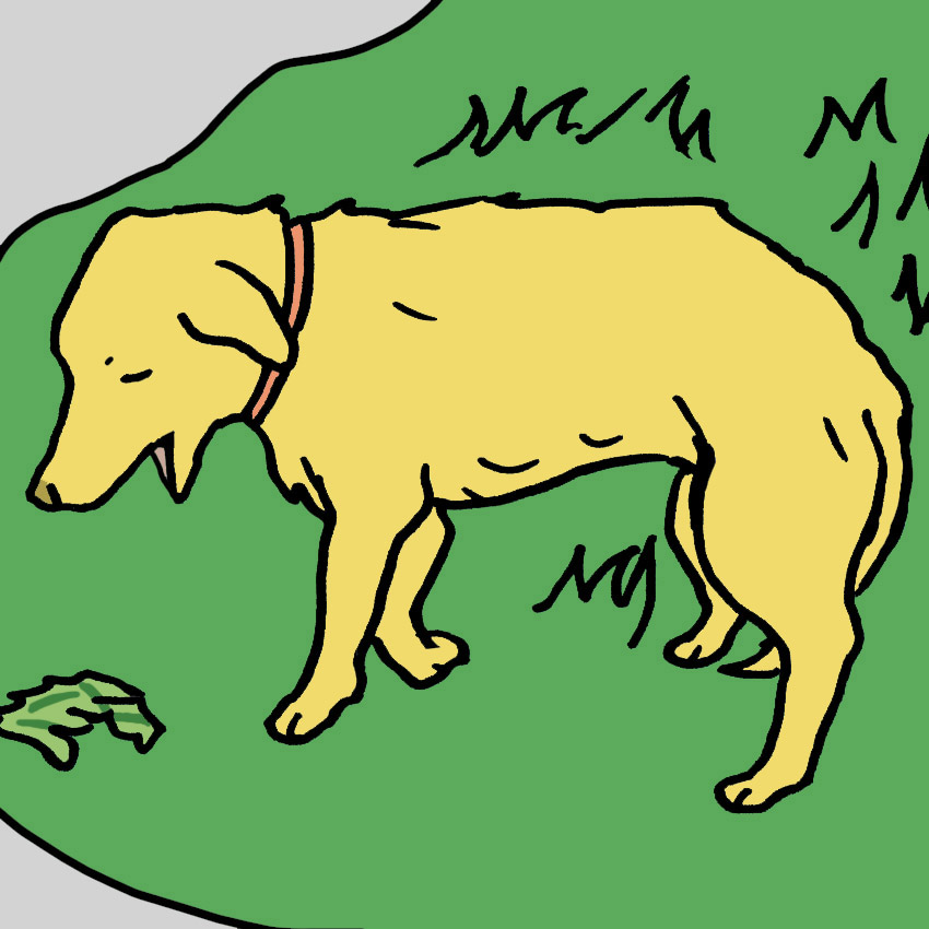 dog-eating-grass-and-vomiting.jpg