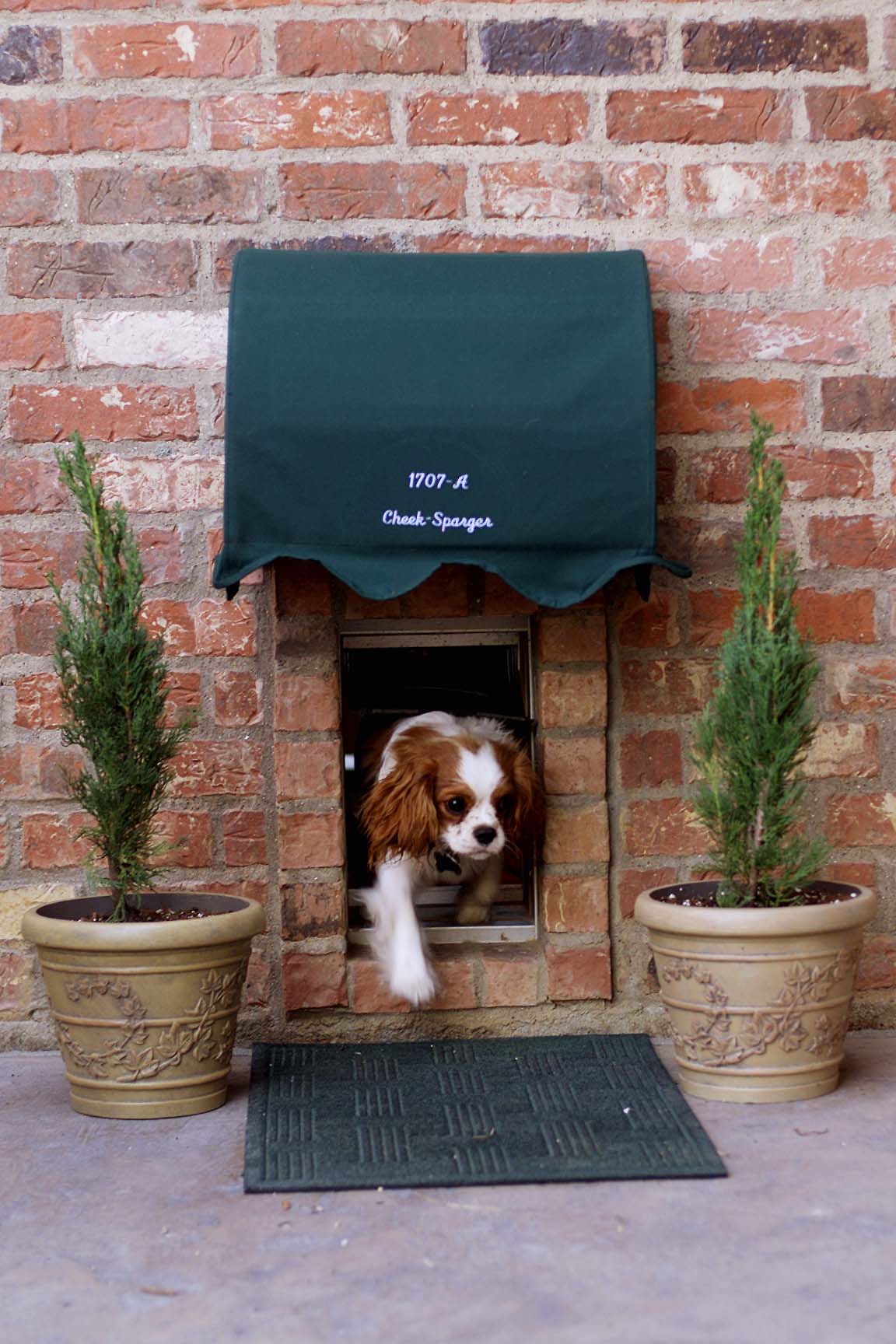dog-entrance-21.jpg
