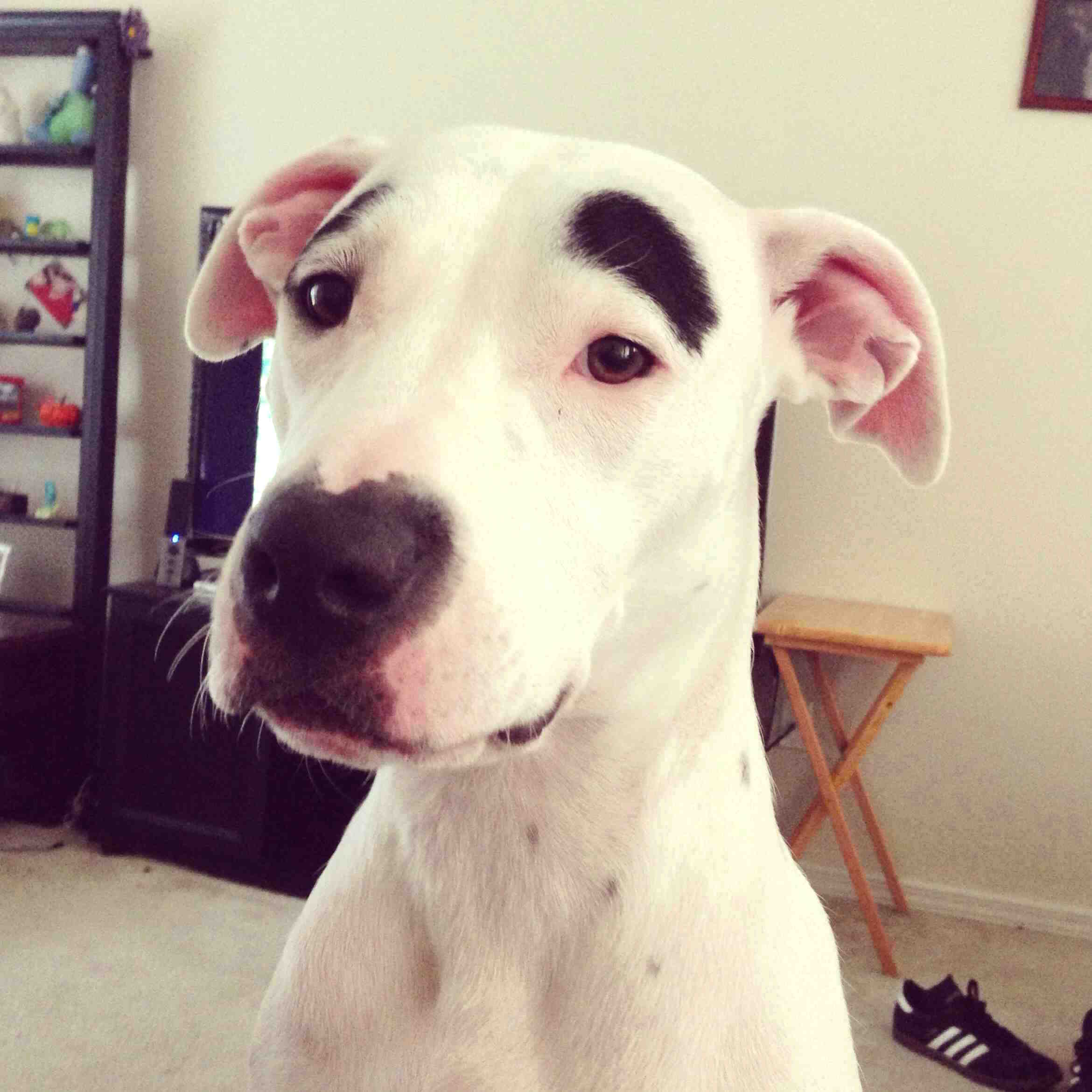 dog-eyebrows.jpg