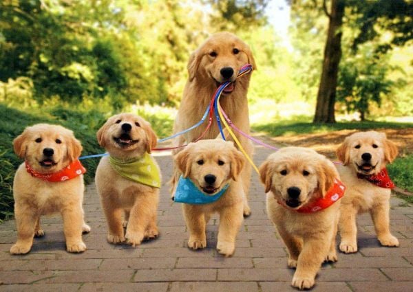 dog-family-walk-1367241068_b.jpg dog-family-walk-1367241068_b.jpg
