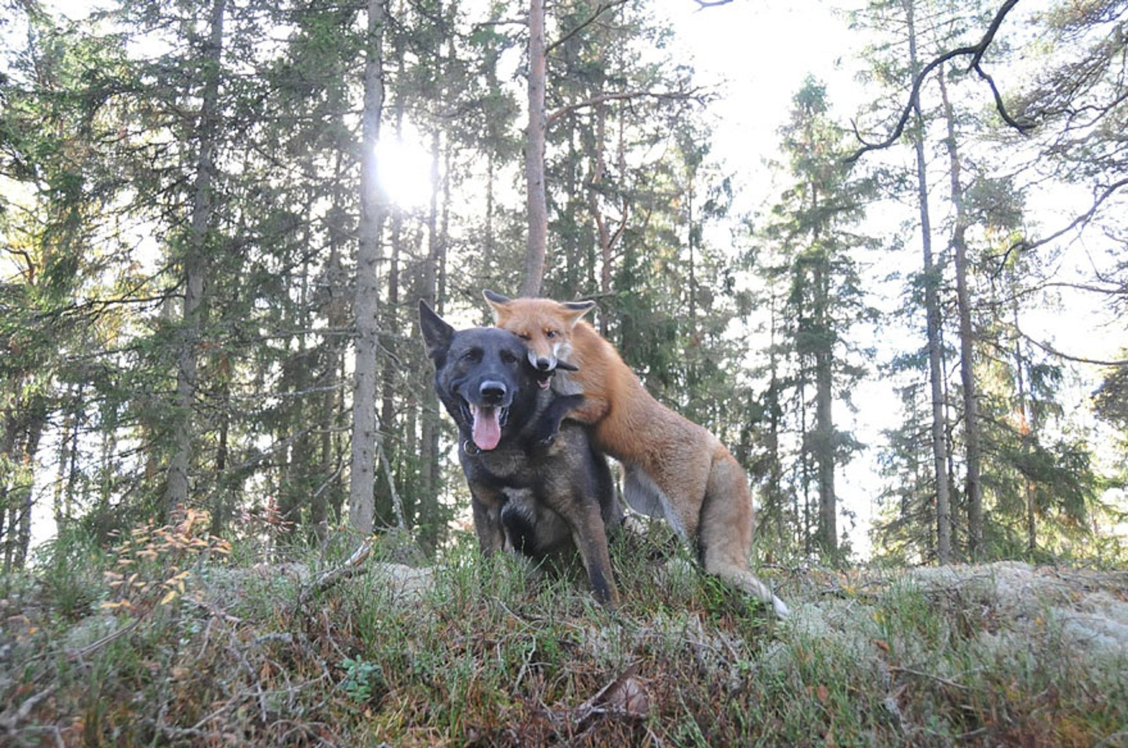 dog-fox-friendship-tinni-sniffer-torgeir-berge-berit-helberg-19.jpg