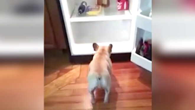 dog fridge HP