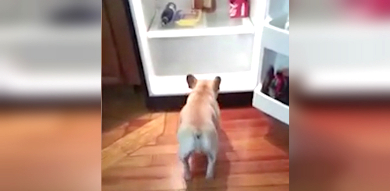 dog fridge HP