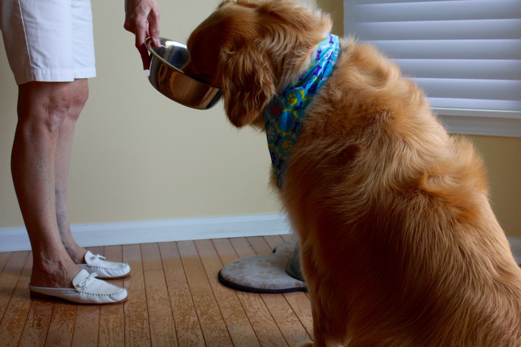 dog-golden-retriever-pet-eating-dinner-time-pet-care-feeding-the-dog_t20_EOrJA8.jpg