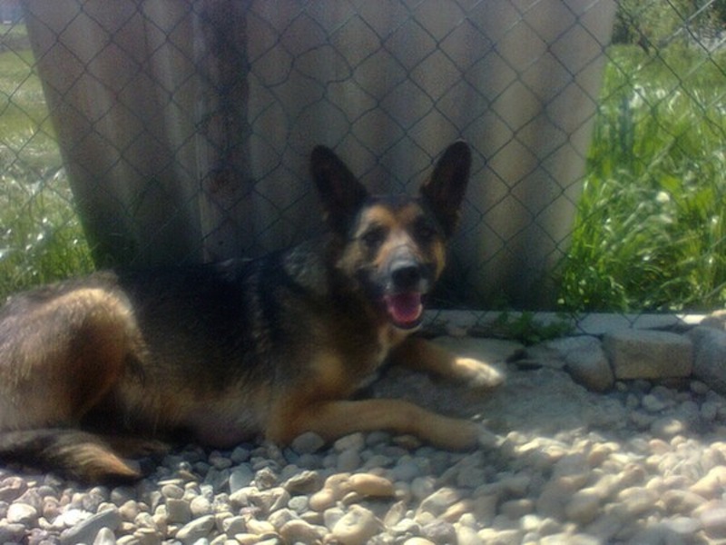 dog-grave-10.jpg