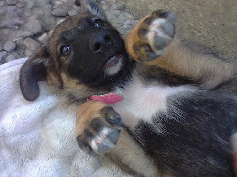 dog-grave-puppy-3.jpg