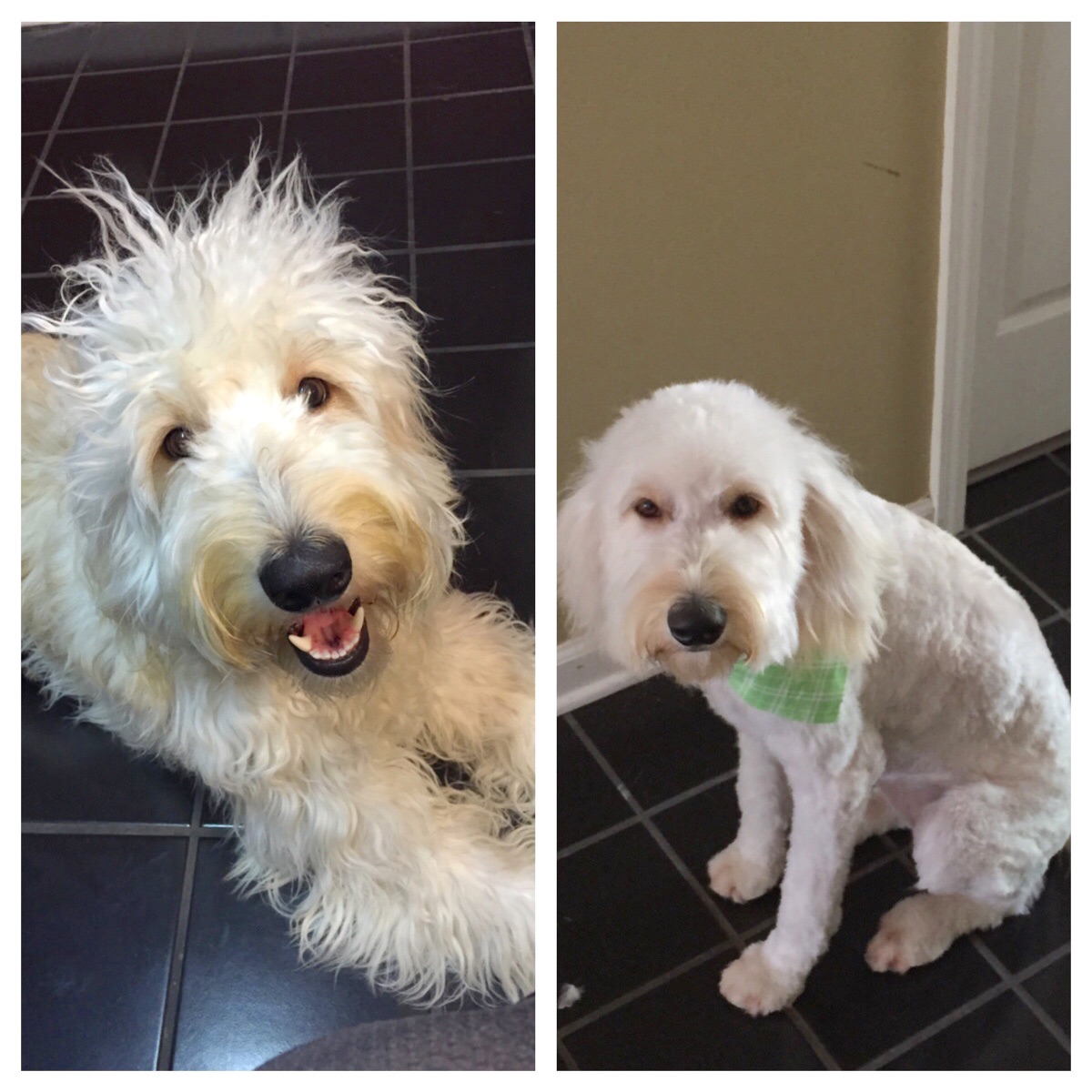 dog-groom-1.jpg