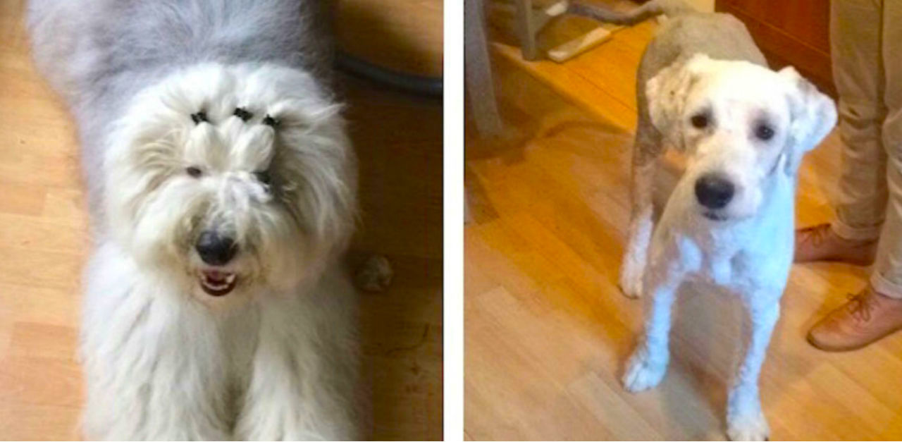 dog grooming before and after