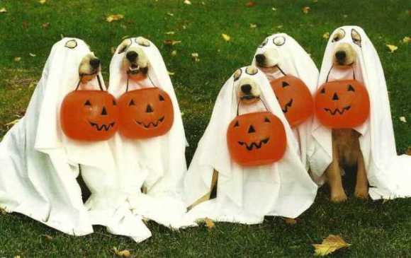 dog-halloween-costumes-2.jpg