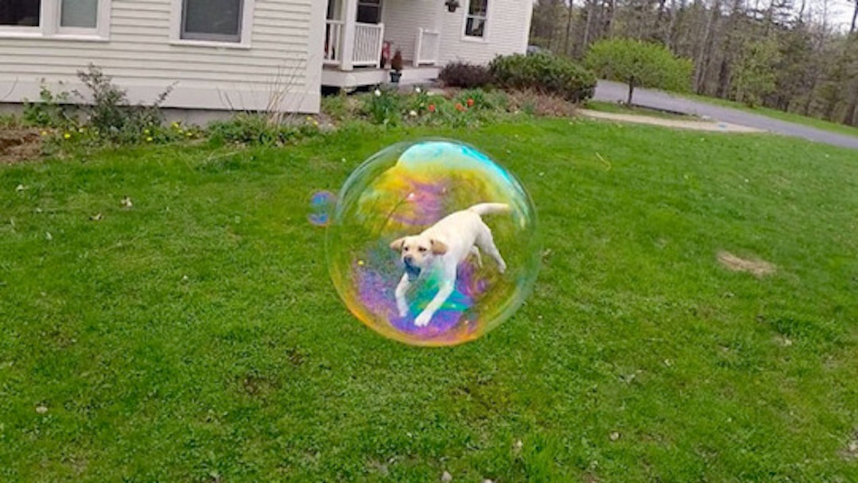 dog-in-bubble.jpg