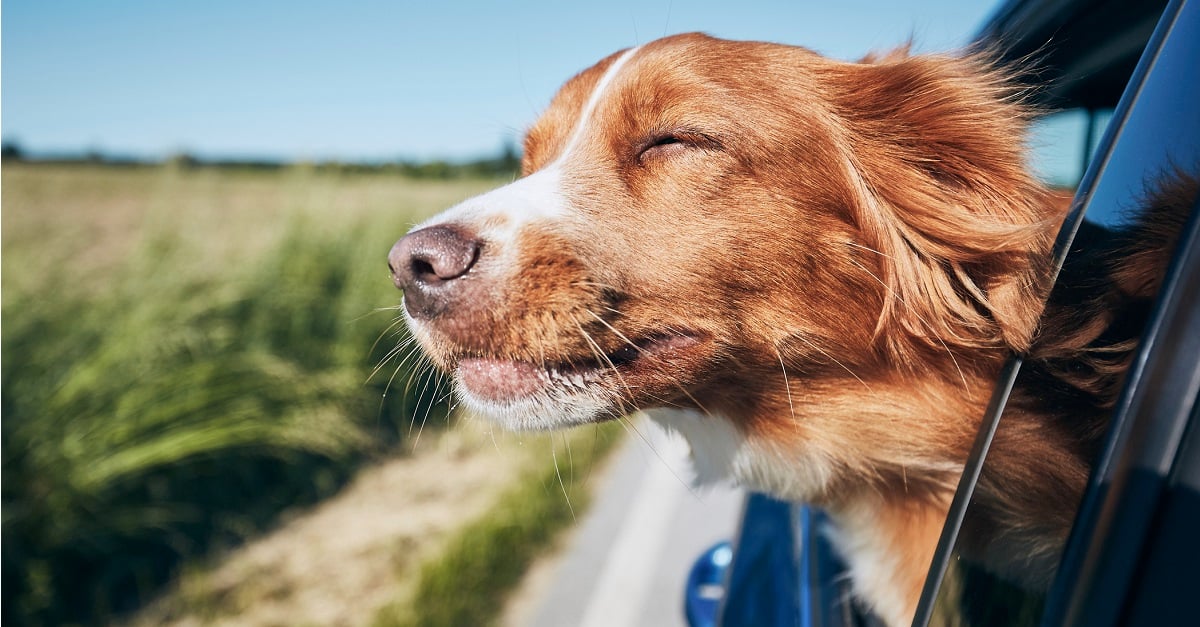 dog-in-car-fall