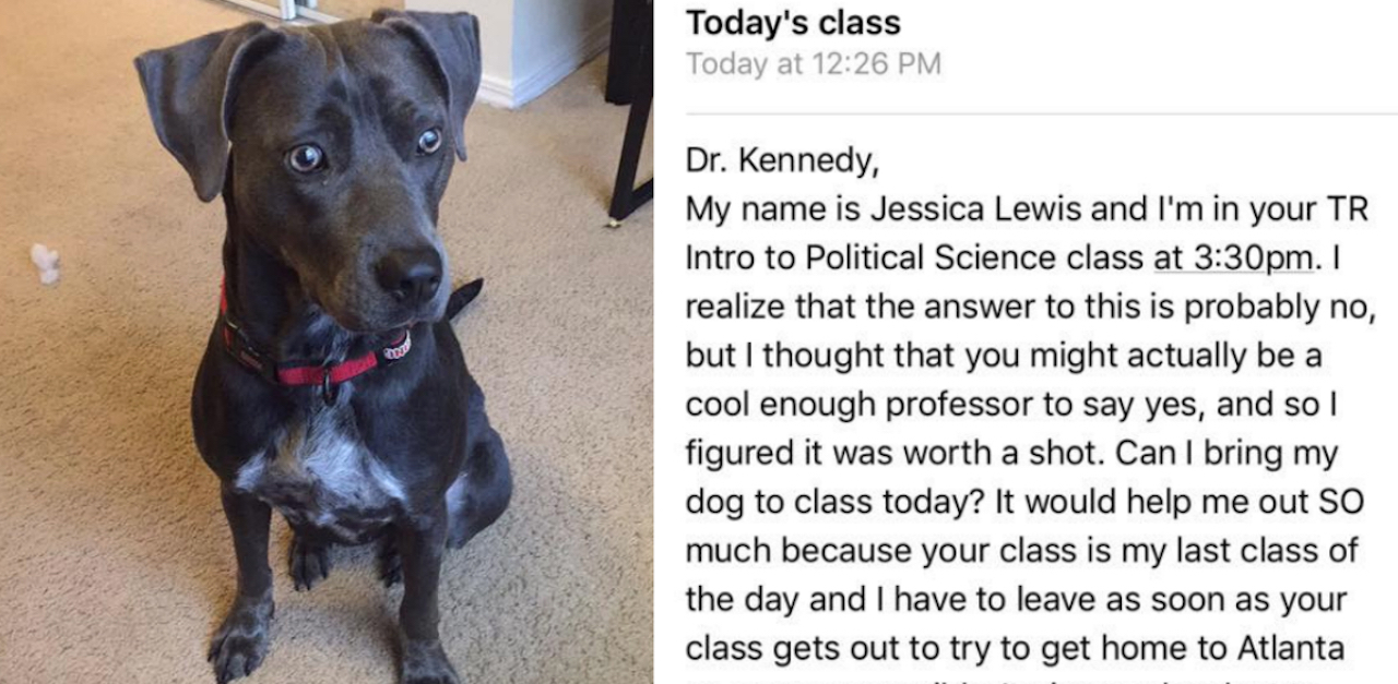 dog in class