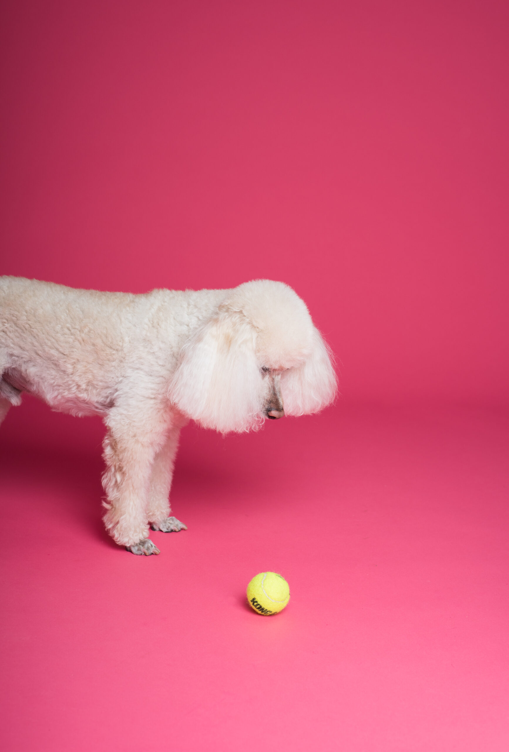 dog-in-front-of-green-ball-3299903.jpg