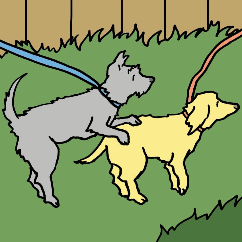 dog-in-heat-1.jpg dog-in-heat-1.jpg