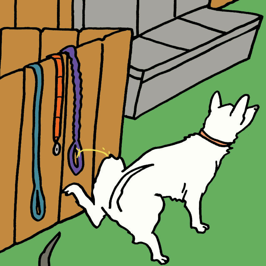 dog-in-heat-3.jpg