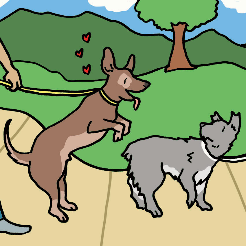 dog-in-heat-4.jpg