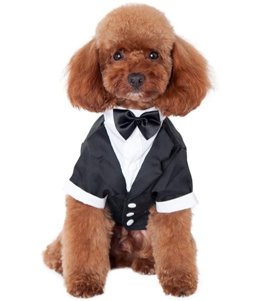 dog-in-tux.jpg