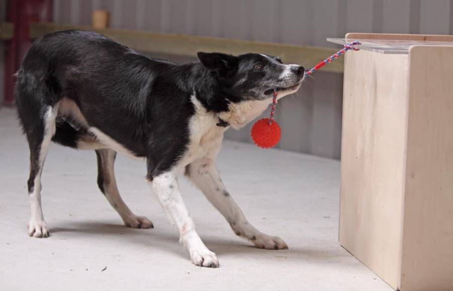 dog-iq-test-1.jpg