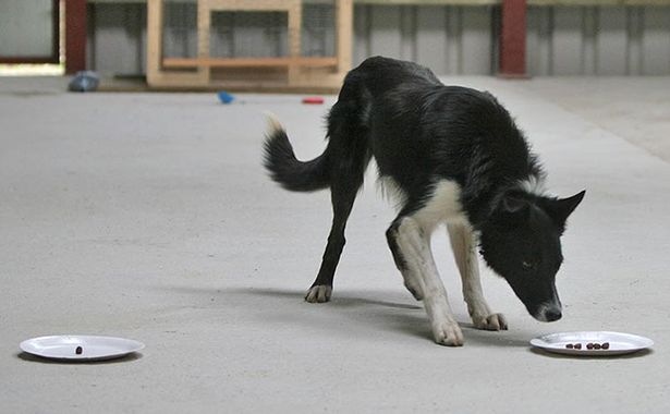 dog-iq-test-2.jpg