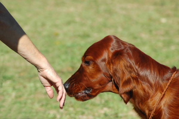 dog-irish-setter-hand-sniff-600x399-1.jpg