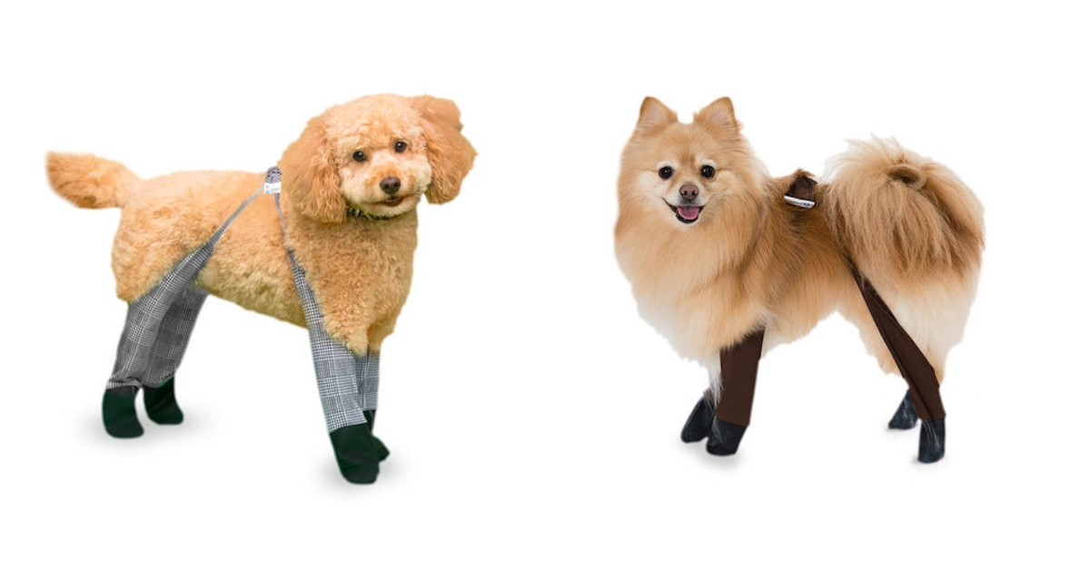 dog-leggings