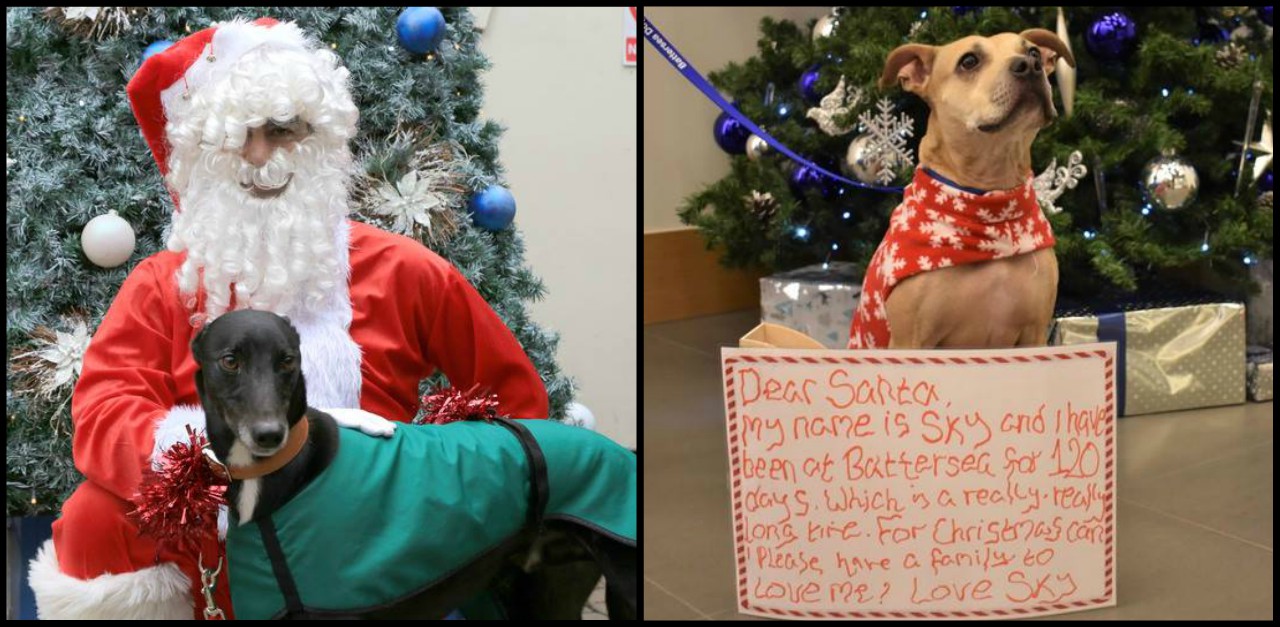 dog letters to santa HP