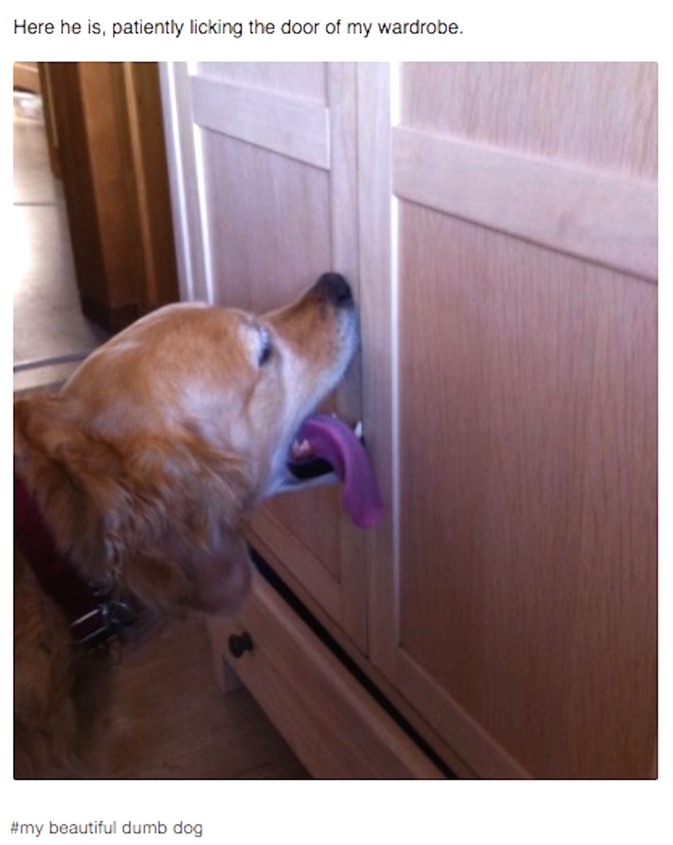 dog-licks-door-5.jpg