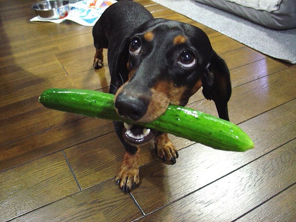 dog-likes-food.jpg