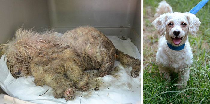 dog-makeover-before-after-rescue-15.jpg