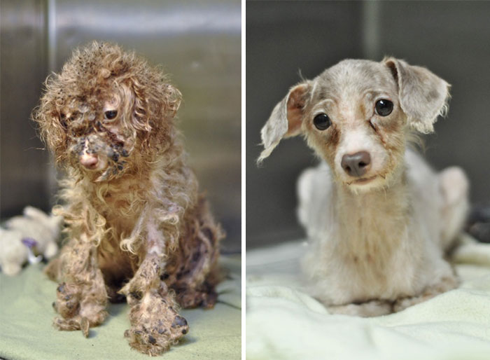 dog-makeover-before-after-rescue-18.jpg