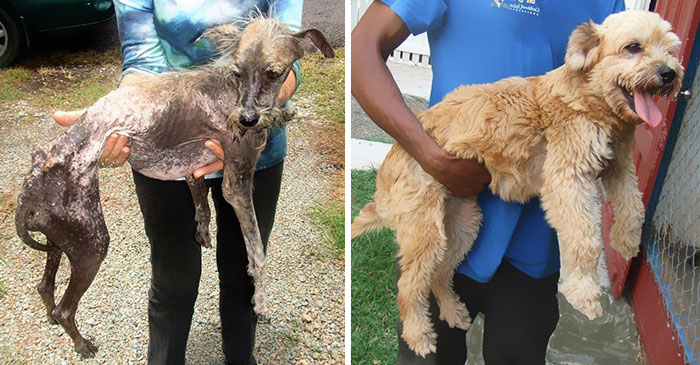 dog-makeover-before-after-rescue-19.jpg