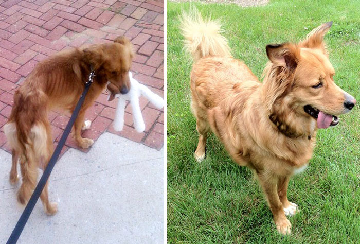 dog-makeover-before-after-rescue-20.jpg