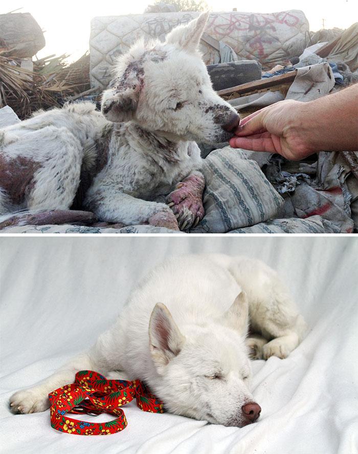 dog-makeover-before-after-rescue-32.jpg