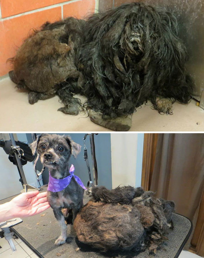 dog-makeover-before-after-rescue-33.jpg