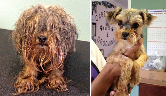 dog-makeover-before-after-rescue-4.jpg