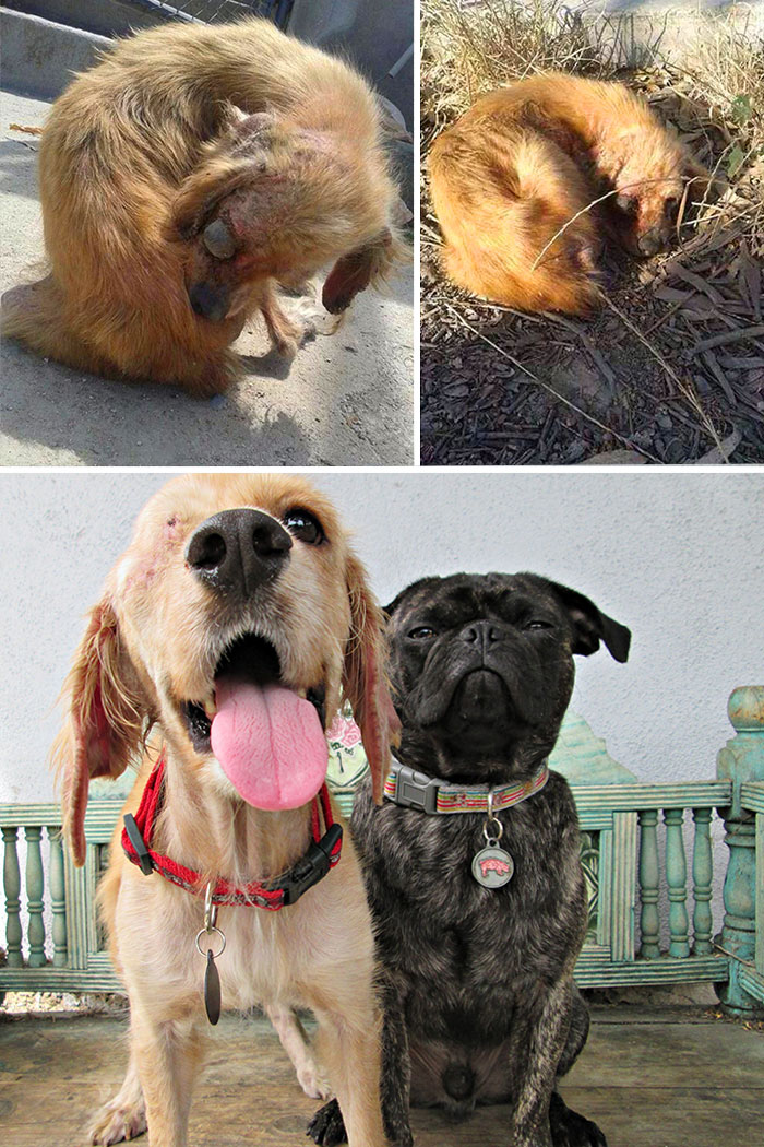 dog-makeover-before-after-rescue-40.jpg