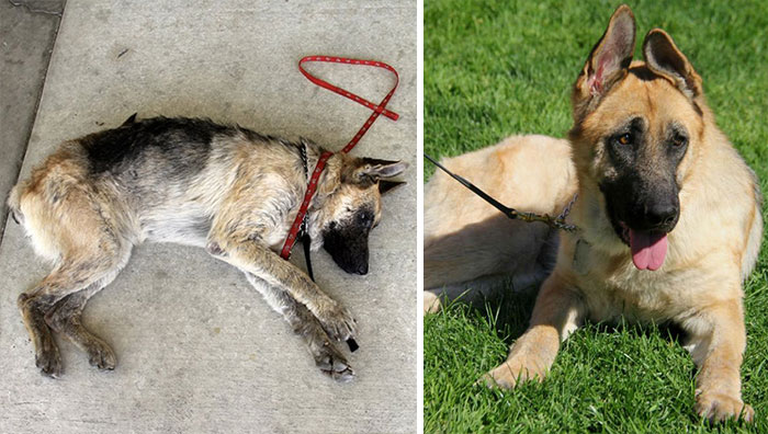 dog-makeover-before-after-rescue-42.jpg