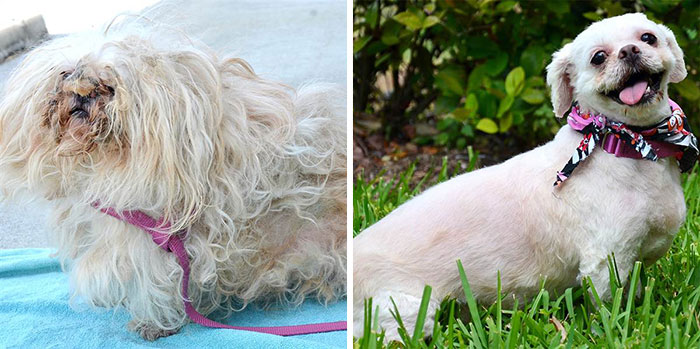 dog-makeover-before-after-rescue-7.jpg