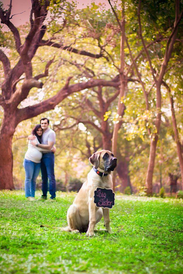 dog-maternity-shoot-12.jpg