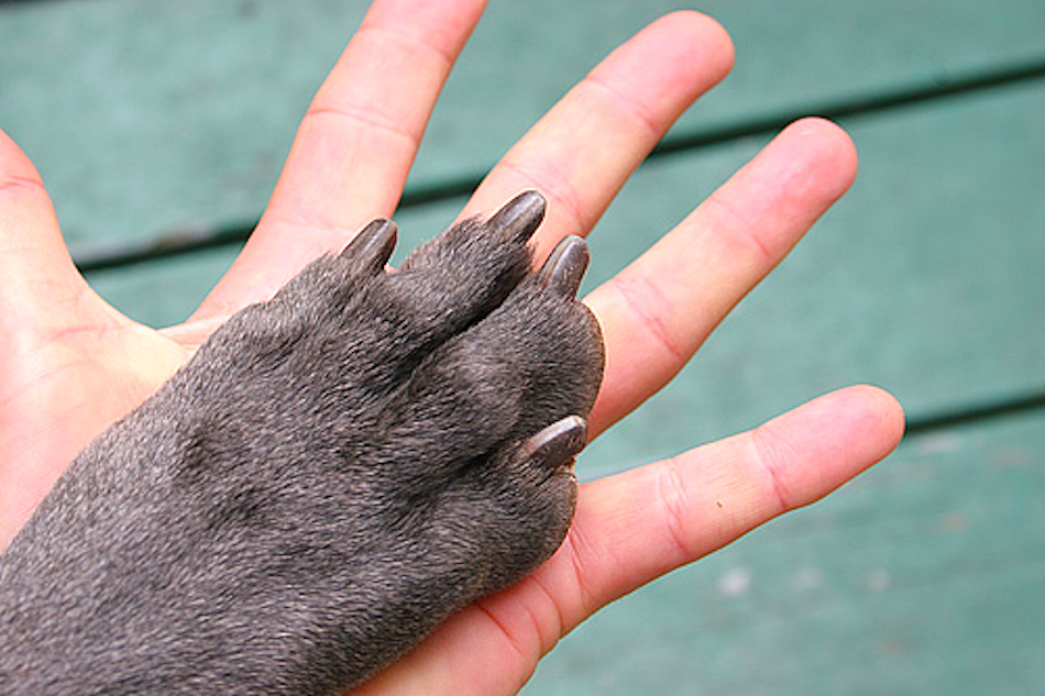 dog-nails.jpg