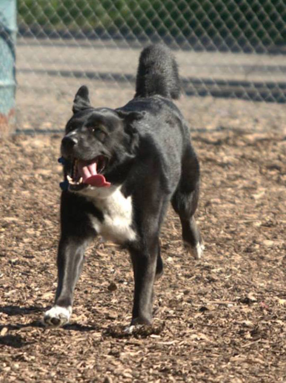 dog-park.jpg
